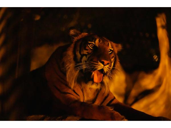 Night Zoo &amp; Garden at Higashiyama Zoo and Botanical Gardens
