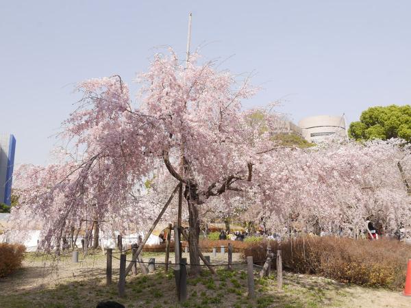 鶴舞公園　花卉節