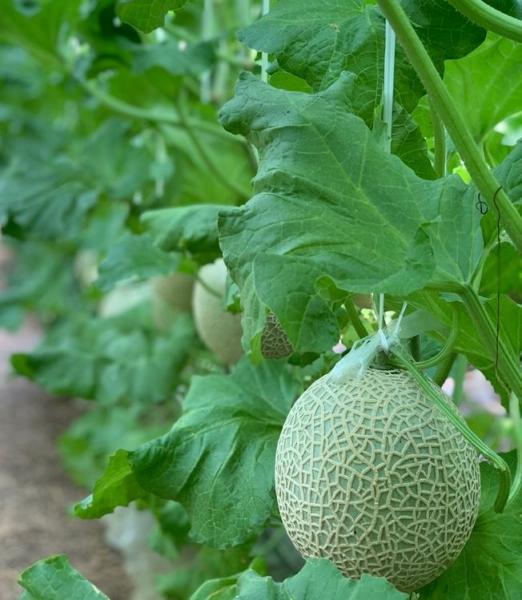 Nikken Farm