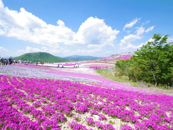 茶臼山高原芝桜まつり