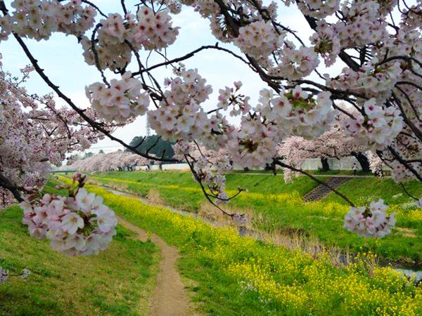 丰川市樱花节