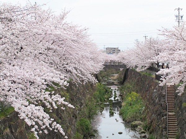 山崎川