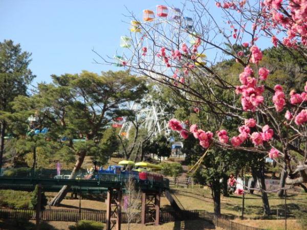 南公园梅花节