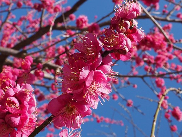 赤塚山公園梅花節