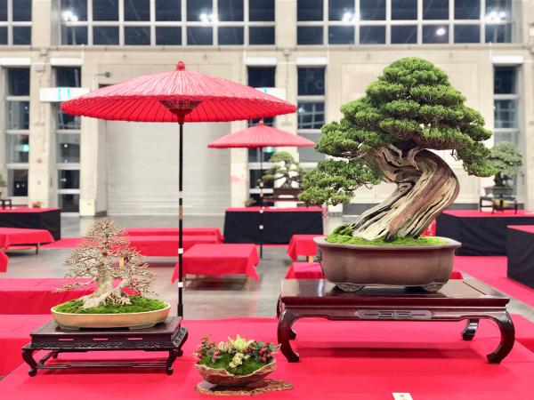 第87届 铭风盆栽展