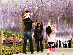 広藤園藤まつり