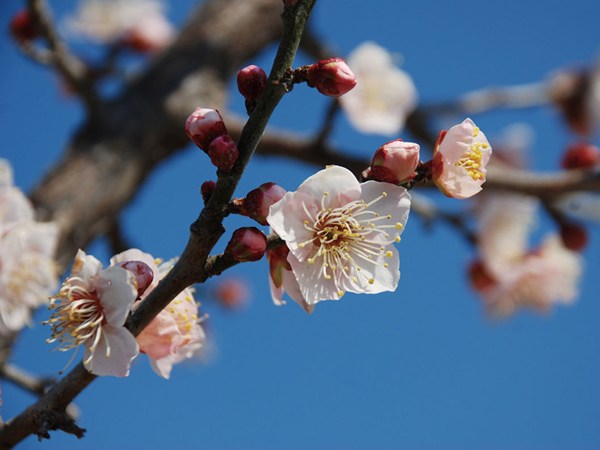 佐布里池梅花節