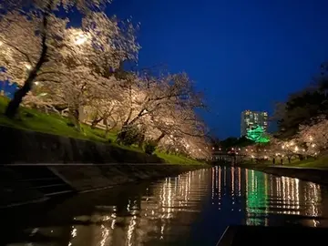岡崎城下賞花泛舟