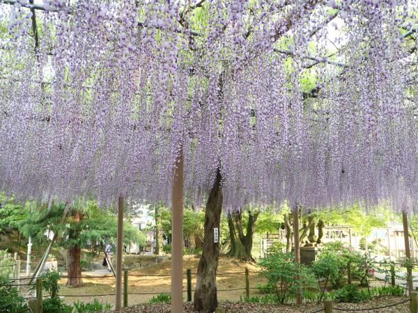  江南藤花节