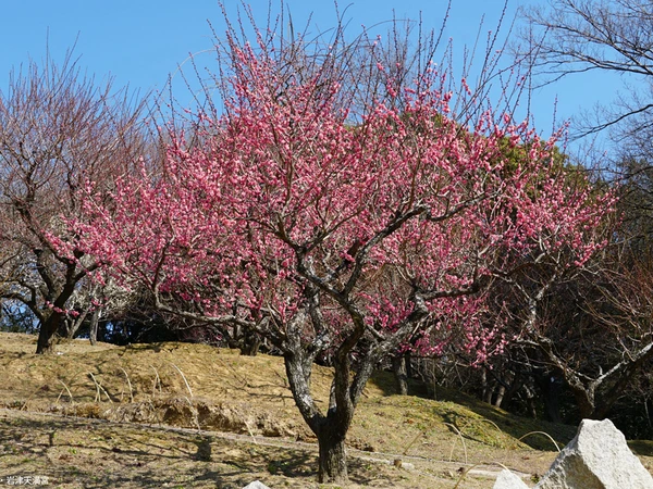 岩津天満宮　梅まつり
