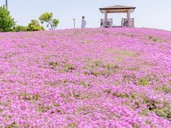 三ツ又池公園 芝桜・ネモフィラ