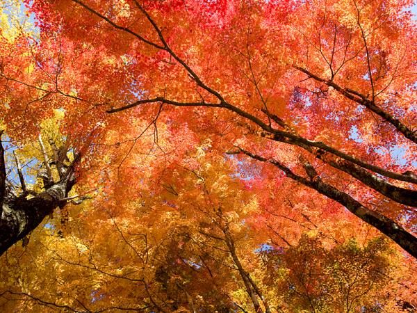 大井平公园红叶节