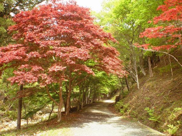 爱知县民之森