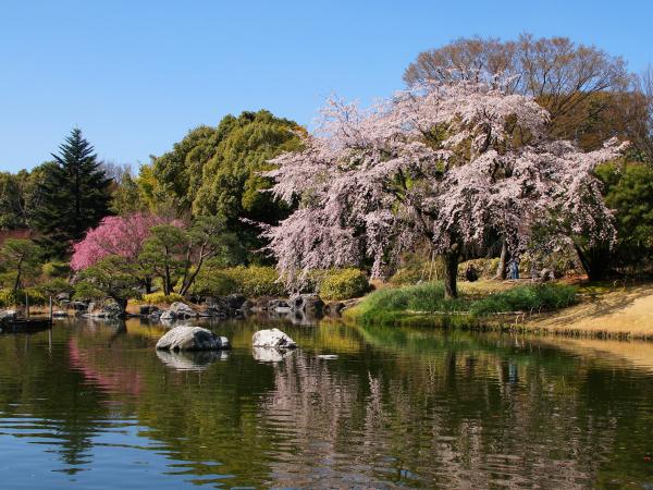 白鳥庭園　觀櫻會　賞花茶會