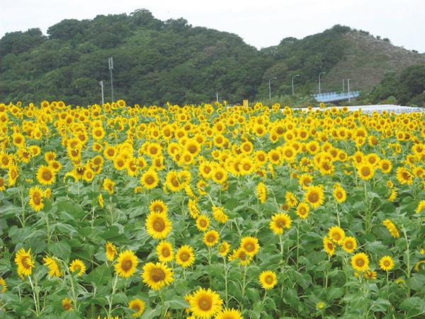 观光农园花卉广场
