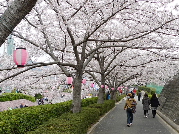 滝頭桜まつり
