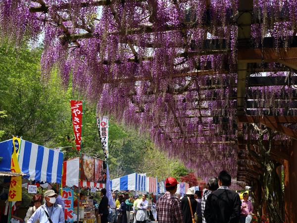 藤花節