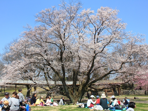 138タワーパーク　さくら祭り