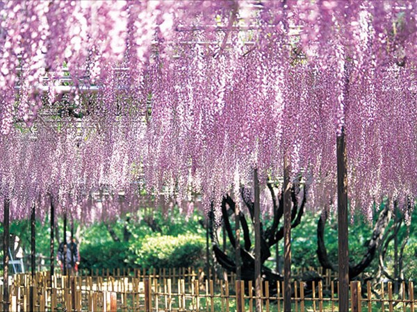 廣藤園藤花節