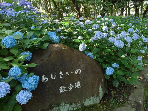 鶴舞公園　花卉節
