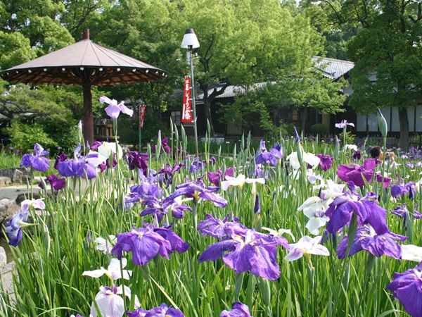 知立公園花しょうぶまつり