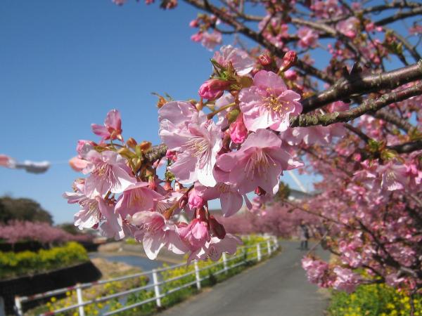 免々田川油菜花和樱花节
