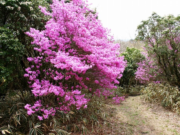 面ノ木園地(天狗棚)