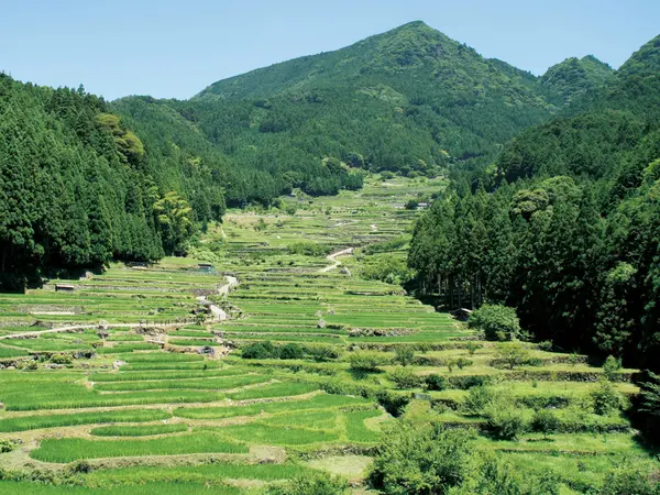 四谷の千枚田