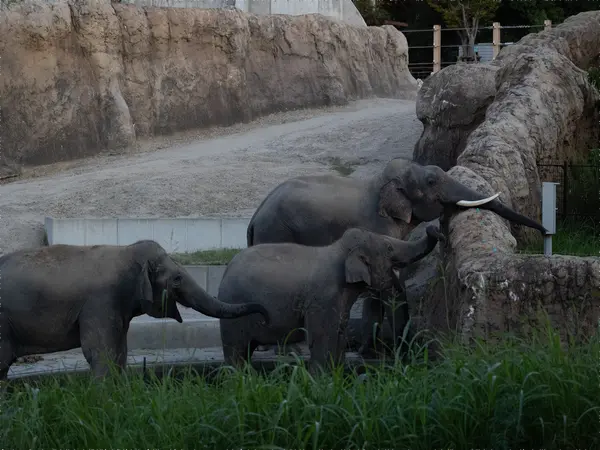 のんほいパーク　ナイトZOO