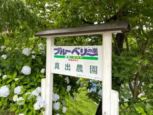 真出農園 ブルーベリー摘み取り