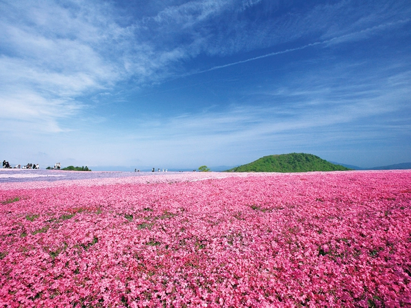 茶臼山高原芝桜まつり