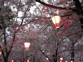 Tsuruma Park Flower Festival