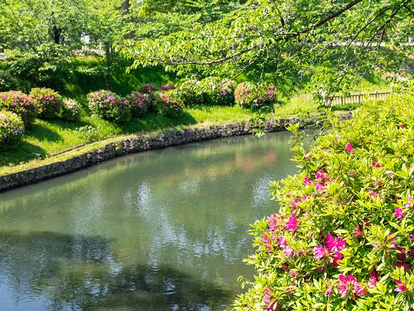 岡崎城公園のつつじ