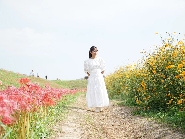 矢勝川 彼岸花