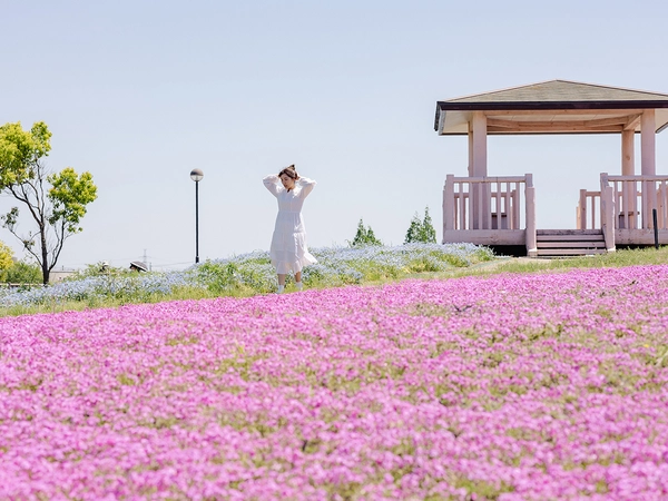 弥富市　芝桜まつり