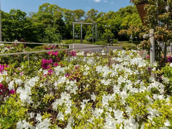 大倉公園つつじまつり