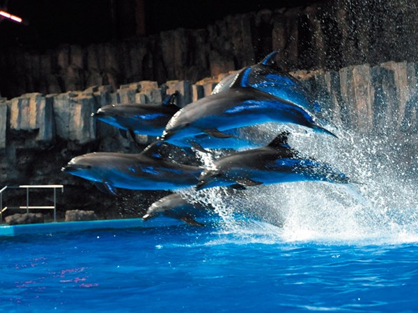 名古屋港水族館