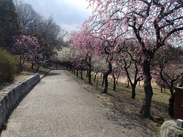 第14届平芝公園梅花節
