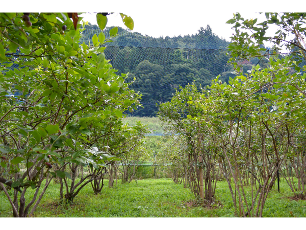 Yamauchi Farm