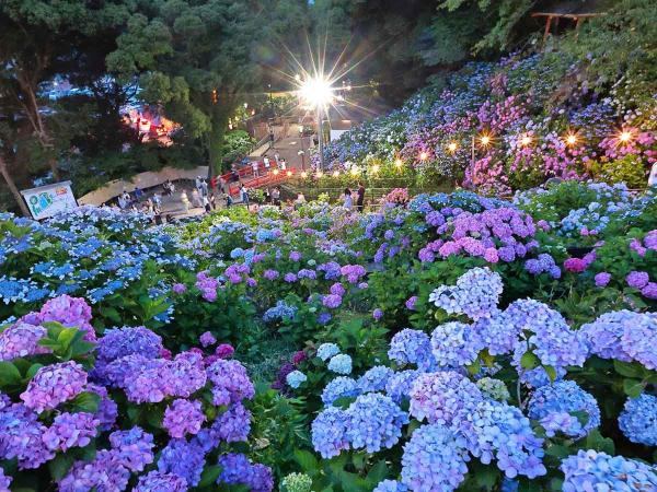 形原溫泉紫陽花節