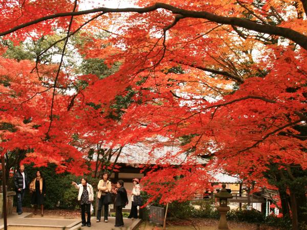 寂光院　紅葉節