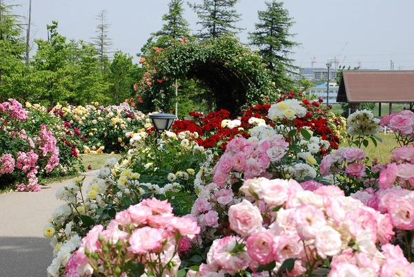 ミササガパーク（猿渡公園）芝桜