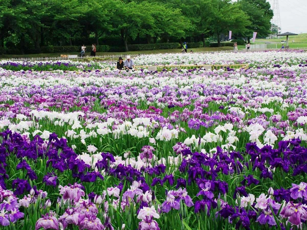 初夏の華まつり～バラ・ハナショウブ～