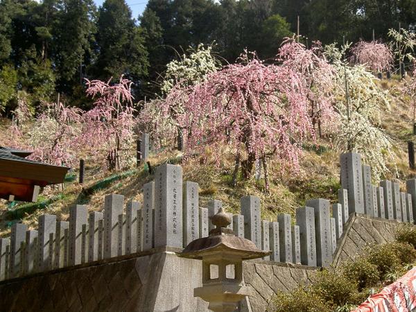 大县神社梅园　梅花节