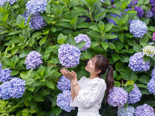 形原溫泉 紫陽花節