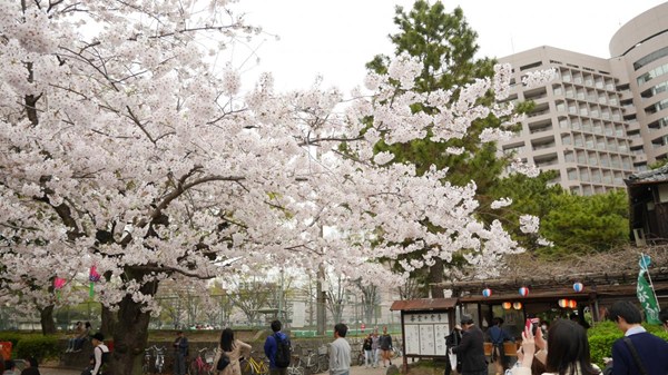 Tsuruma Park Flower Festival
