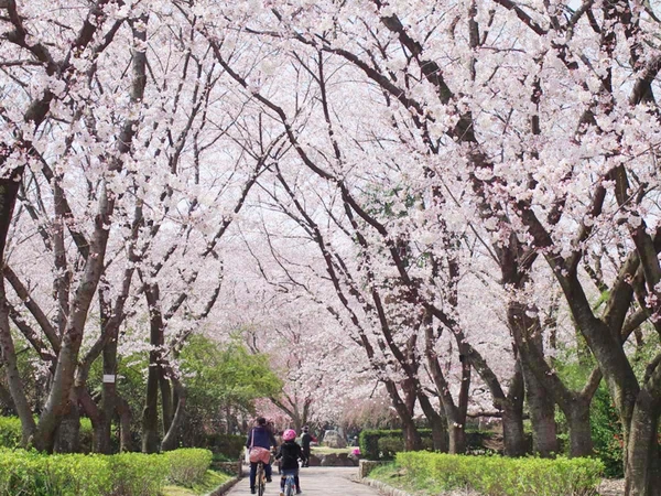 庄内緑地　ナノハナサクラまつり