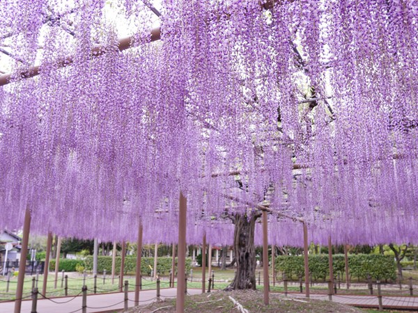 第31届 尾張津島 紫藤節（天王川公園）