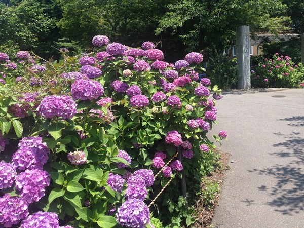 本光寺紫陽花節