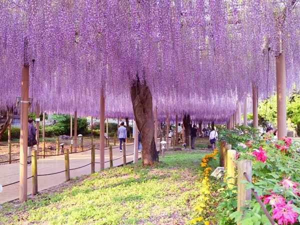 Konan Wisteria Festival